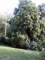2003-04 martinique 014